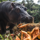 One of Pablo Escobar’s hippos with some serious hungry, hungry hippos vibes.